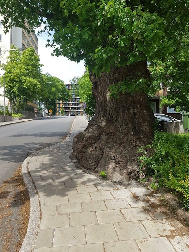 Volimo kad se gradski elementi prilagode prirodi. Fotografija snimljena u Stockholmu, Švedska