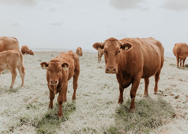 1 od 14 odraslih Amerikanaca vjeruje da čokoladno mlijeko dolazi od smeđih krava.