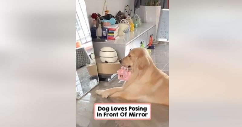 Preslatka kujica postala je hit na mrežama zbog neobičnog hobija- poziranja pred ogledalom. Show je!