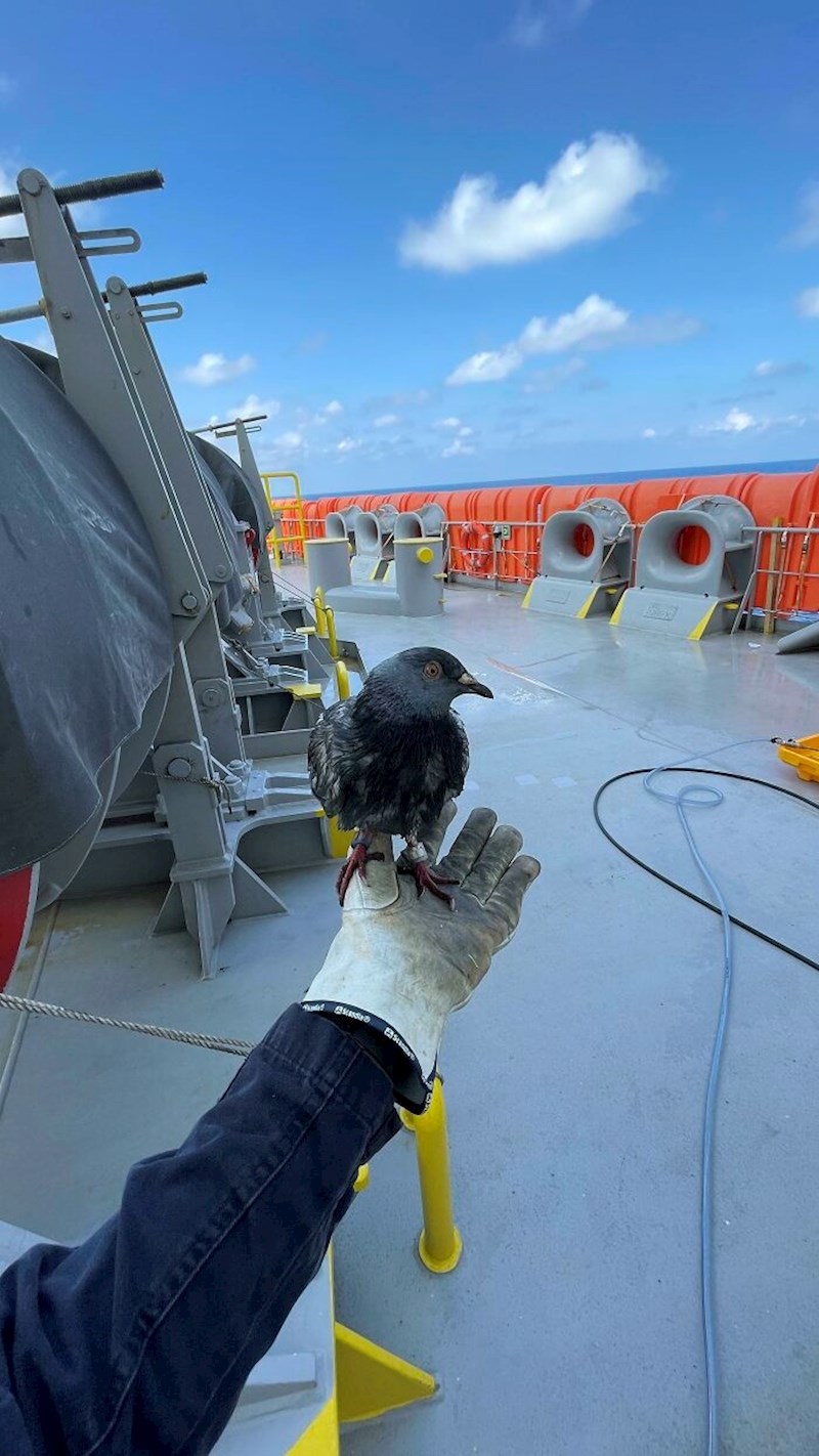 Usred Tihog oceana na palubu nam je sletio izmoreni golub. Postao je član posade!