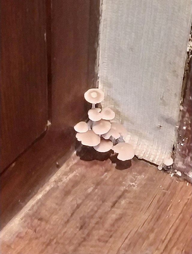 Znači, u kutu sobe doslovno su narasle gljive!!!