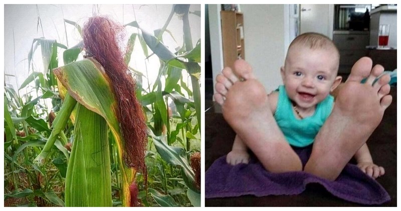 17 fotki zbog kojih ćete morati protrljati oči i pažljivo pogledati ponovno