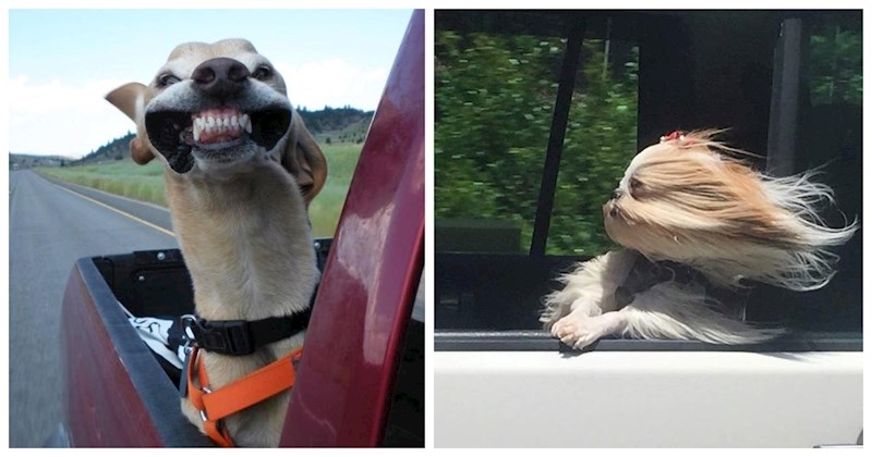 Fotke pasa u vožnji nešto je najsmješnije što ćete danas vidjeti, donosimo 16 blesavih njuškica