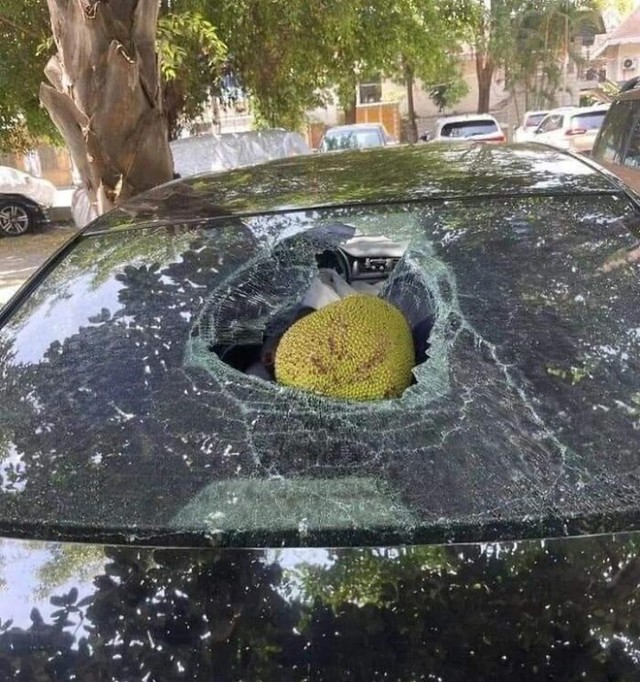 Pala mi voćkica