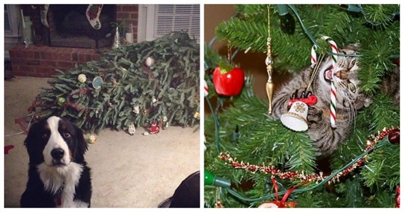 20 pasa i mački koji su napravili totalku i uništili Božić, ali najsmješniji način