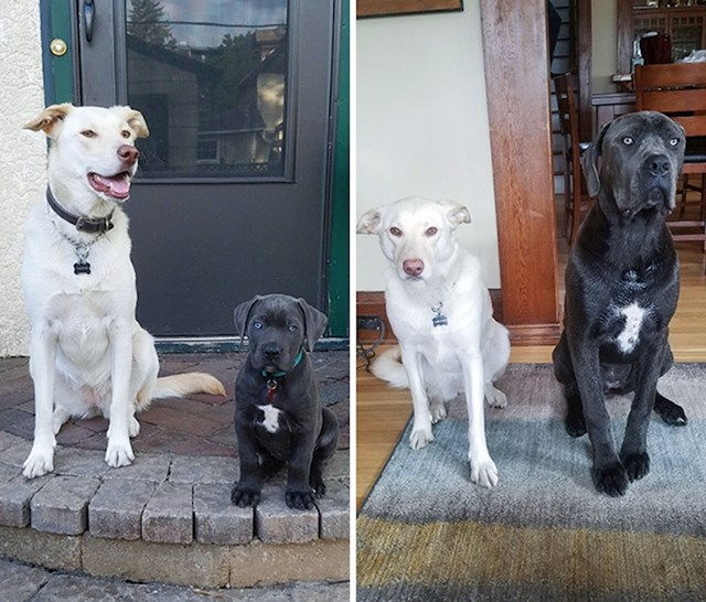 Moj pas pored maminog psića, 8 mjeseci razlike između slika