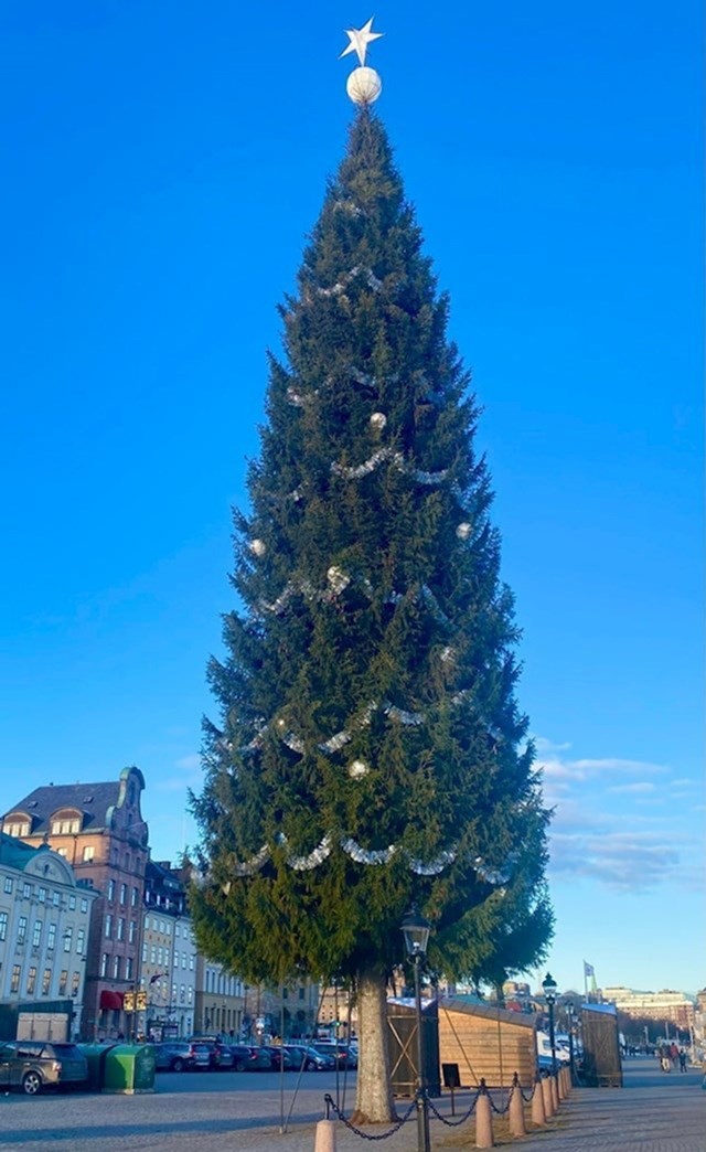 Ovo drvce sa glavnog trga u Stockholmu jedno je od najviših na svijetu. Visoko je 35 metara.