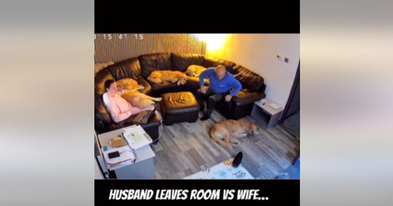 Kamera je snimila reakciju pasa kada muž napusti prostoriju i kada to napravi žena, video je hit!