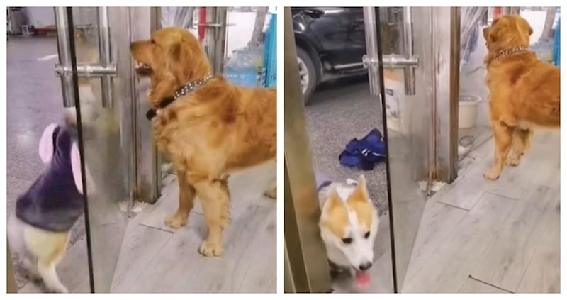 Svađa ova dva psa nešto je najsmješnije što ćete danas vidjeti, video su lajkali milijuni