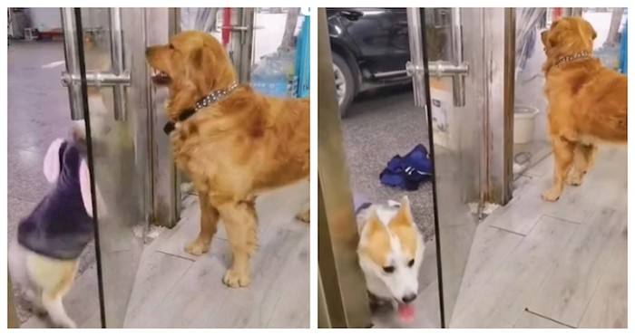 Svađa ova dva psa nešto je najsmješnije što ćete danas vidjeti, video su lajkali milijuni