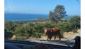 Zaustavili su se pitati kravu za smjer do plaže, ova im stvarno "odgovorila". Video je totalni show