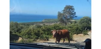 Zaustavili su se pitati kravu za smjer do plaže, ova im stvarno "odgovorila". Video je totalni show