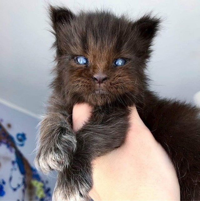 Maine coon mačka s plavim očima