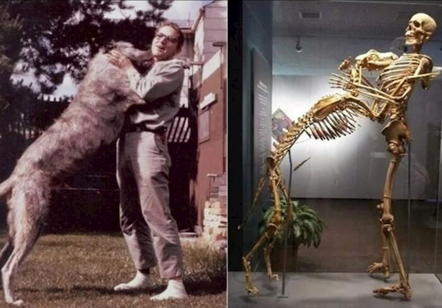 Grover Krantz bio je antropolog koji je donirao svoje tijelo muzeju Smithsonian kako bi pokazao kako kosturi mogu biti obrazovni alati
