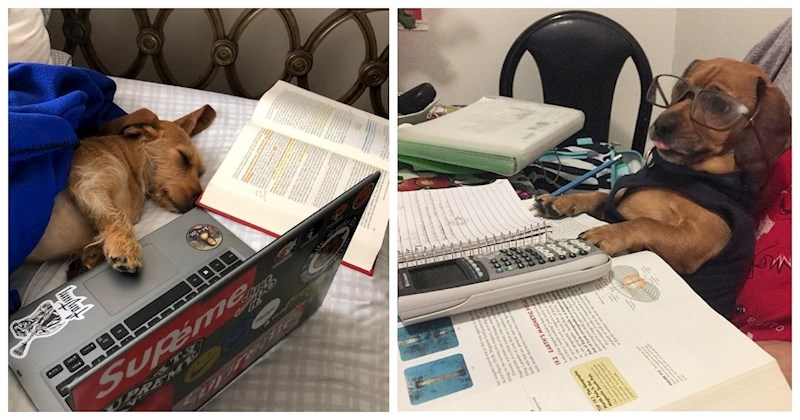 Studenti fotkaju ljubimce dok im "pomažu" u učenju, izabrali smo 18 najslađih štrebera