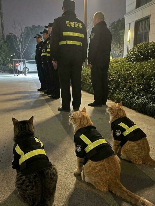 Mačke u policiji