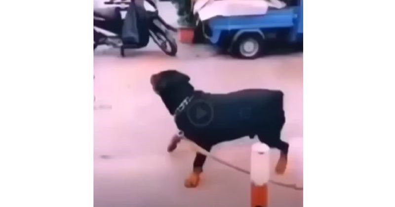 Tip je izazivao zavezanog rotvajlera, snimka je postala hit zbog scene koja je uslijedila