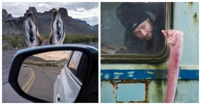 13 prefora slučajnih kadrova koji će vas napuniti pozitivom za cijeli dan