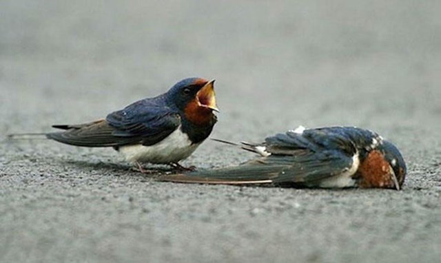 Ptica "plače" zbog nastradalog prijatelja ili partnera