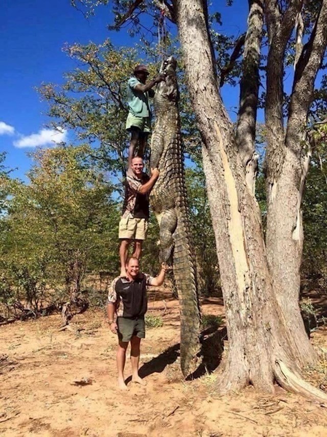 Ovo je stvarni krokodil uhvaćen u Australiji