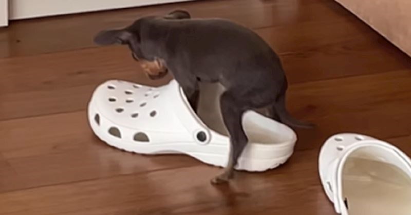 Vlasnik je ostavio papuče kraj kreveta i pratio što psić radi s njima. Snimka je rastopila milijune!