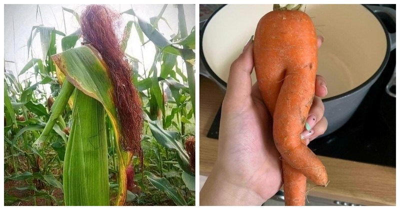 14 obmanjujućih kadrova svakodnevnih predmeta u kojima ćete vidjeti totalno druge prizore