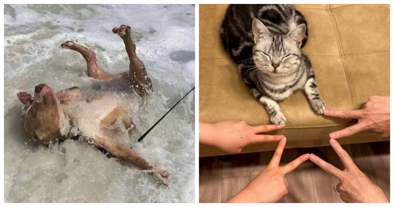 17 fotki zaigranih ljubimaca koji će vam momentalno uljepšati dan