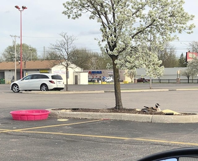 "Netko je ovoj mami patki donio mini-bazen i kukuruza kako ne bi morala napuštati svoje gnijezdo koje je napravila nasred parkirališta."