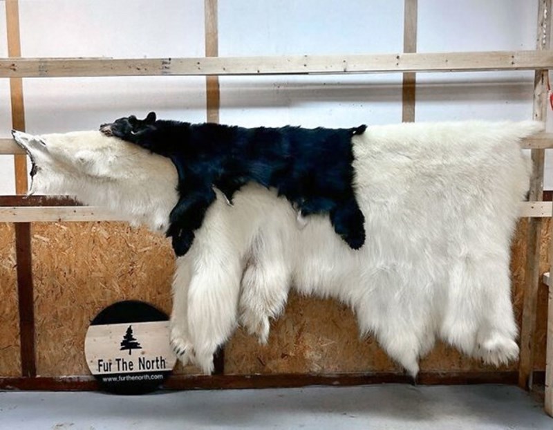 Polarni medvjed vs. crni medo