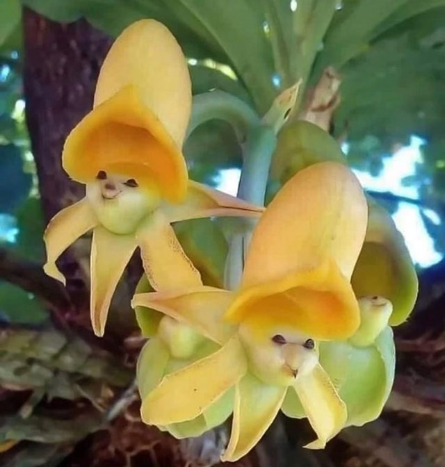 Nasmiješene orhideje