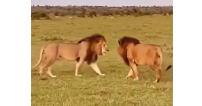 Dirljivi susret braće lavova, nakon godina razdvojenosti, rastopio je milijune. Snimka je divna!