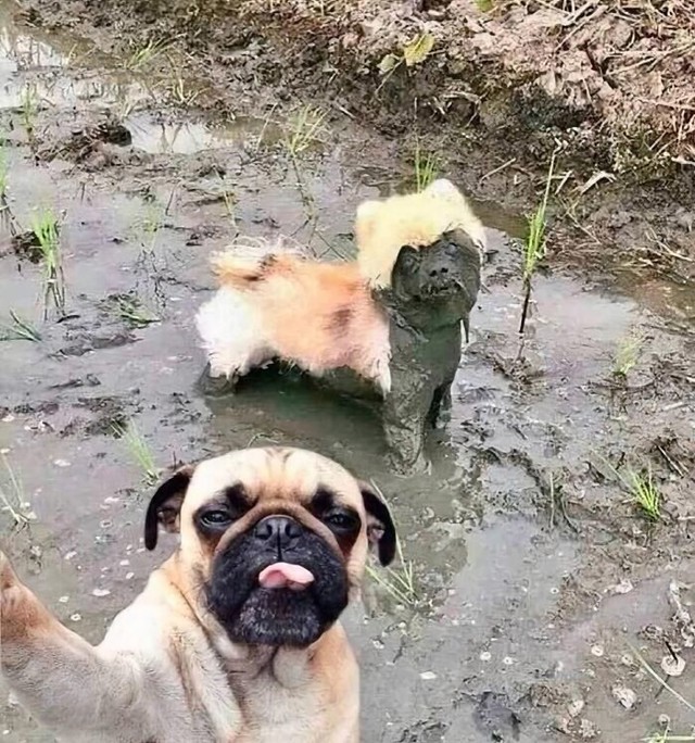Selfie iz blata