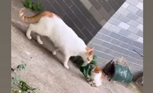 Mama maca pronašla je izgubljenog mačića i postala viralni hit zbog prekomične reakcije. Ovo je sve!