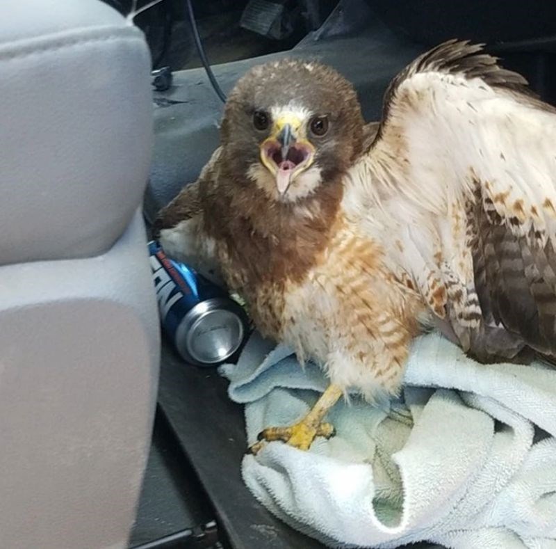 “Našao sam ovog slatkiša na rubu ceste. Podigao sam ga i odvezao do veterinara.”