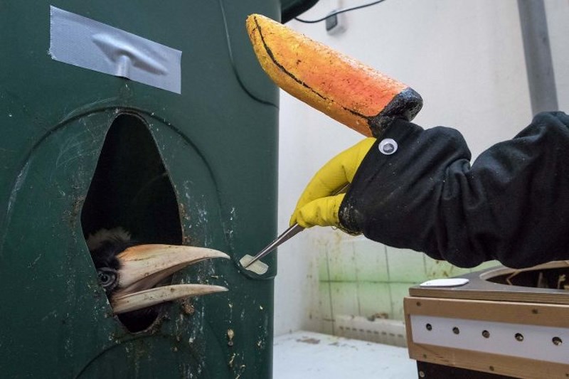 Kako zoološki vrt hrani svoje mlade kljunoroge