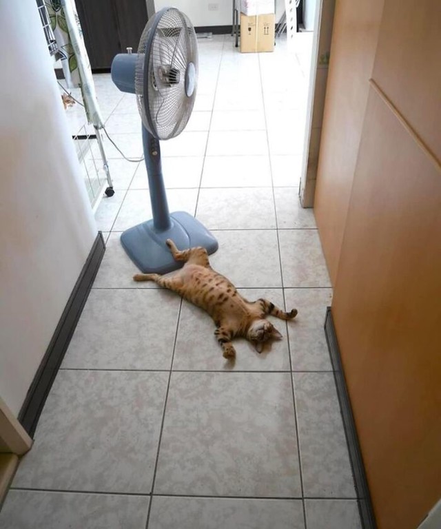 Najveći obožavatelj ventilatora