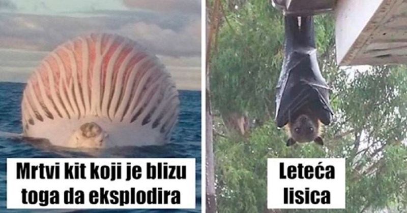 20 opasnih fotografija koje pokazuju zbog čega je Australija zemlja za hrabre