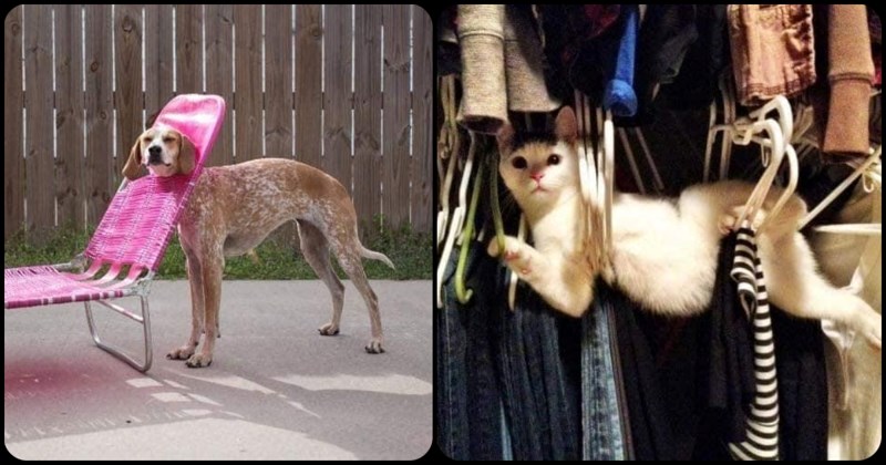 15 nestašnih ljubimaca koje će igra jednog dana doći glave zbog komičnih neprilika u koje se dovedu