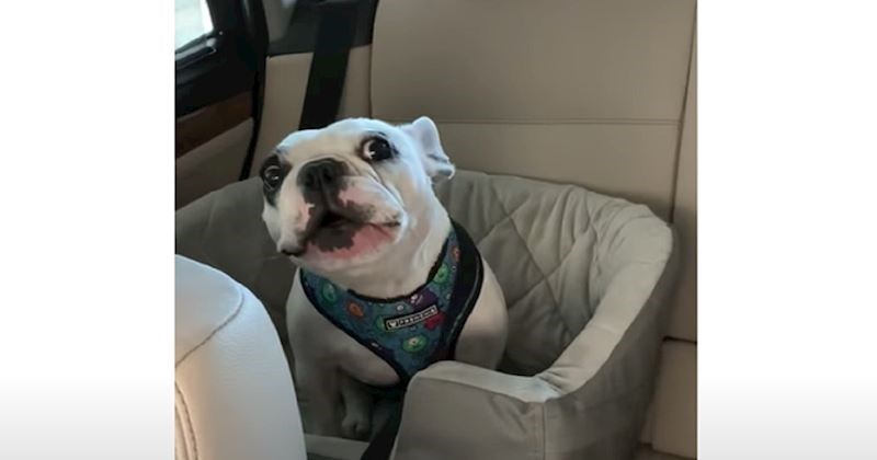 "Razgovor" vlasnice i psa koji se buni jer je pseći park zatvoren nasmijao je milijune, urnebesan je