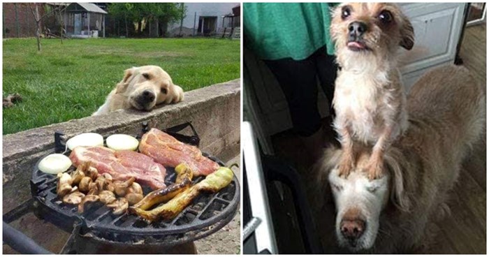 20+ pasa uhvaćenih u trenutku žicanja hrane nešto je najsmješnije što ćete danas vidjeti