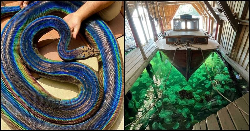 15 zanimljivih slika stvari, pojava i životinja koje ljudi nemaju priliku vidjeti tako često