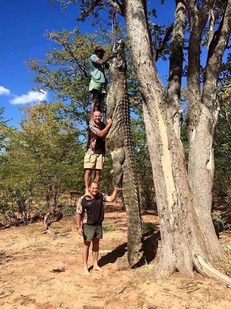 Ovo je stvarni krokodil uhvaćen u Australiji