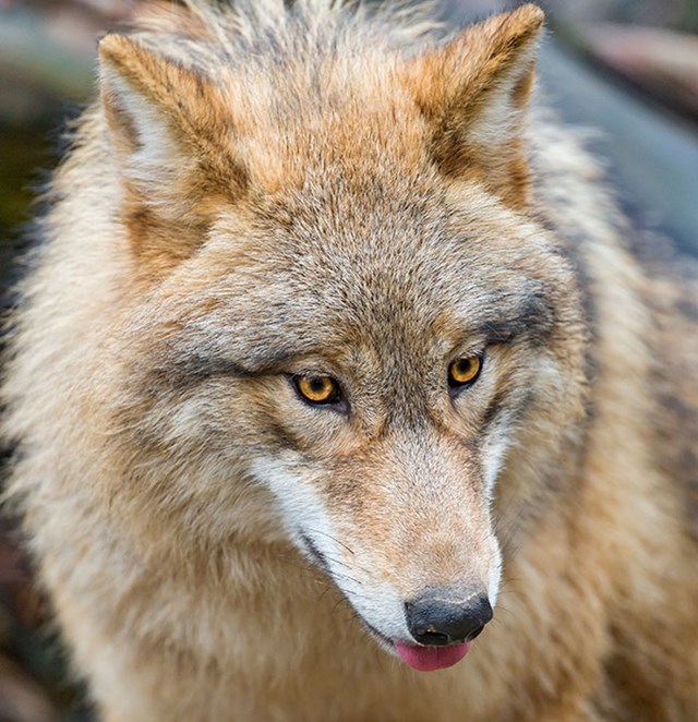 Talijanska nacionalna životinja je vuk, da, ali obično se ne navodi da je to ženka vuka.