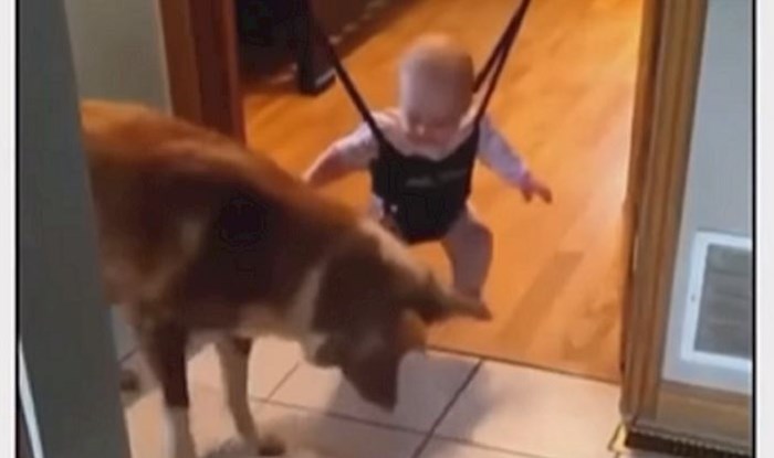 Snimka psa koji uči bebu skakanju oduševila je milijune diljem svijeta, kućni ljubimci su zakon!