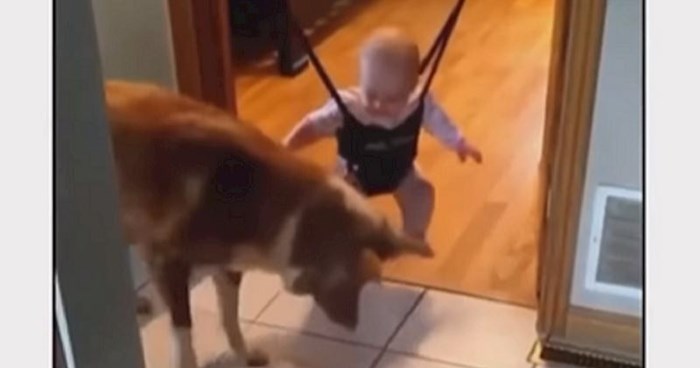 Snimka psa koji uči bebu skakanju oduševila je milijune diljem svijeta, kućni ljubimci su zakon!