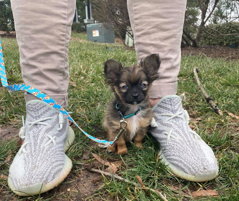 Ova Chihuahua je mali, ali vrlo ozbiljan pas.