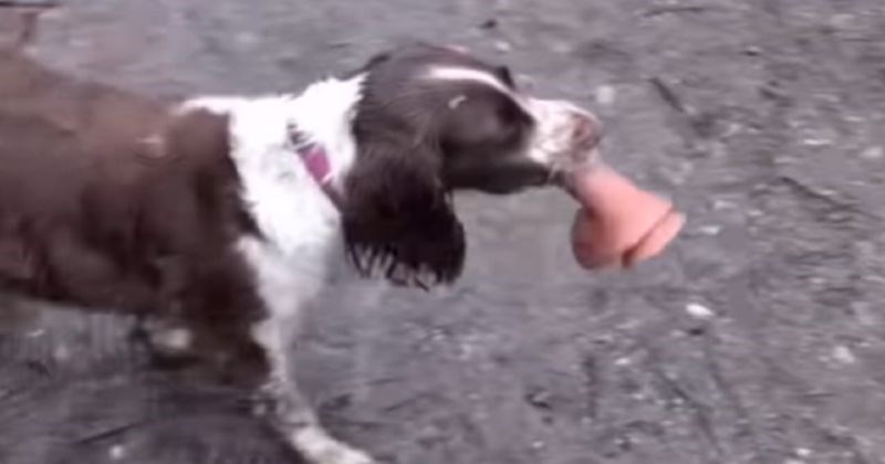 Pas joj je zbrisao iz kuće s nečim u ustima, susjedi su umrli od smijeha kad su vidjeli što je ukrao