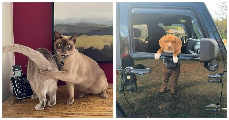 20+ bizarnih, ali urnebesnih fotki životinja uhvaćenih u nesvakidašnjim situacijama