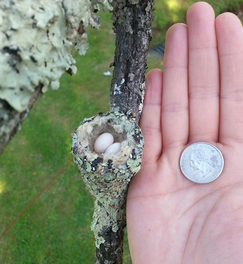 Ovdje je gnijezdo kolibrića koje je pronašla moja žena.