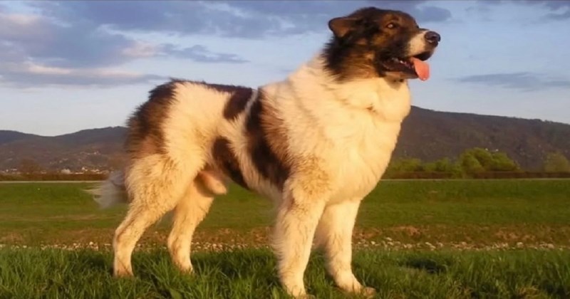 Stručnjaci su upozorili na izumiranje bosanskih tornjaka, urnebesni komentar tipa sve je objasnio